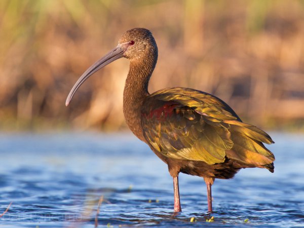 Photo (8): White-faced Ibis