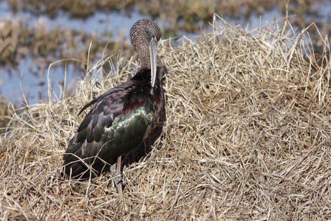 Photo (13): Glossy Ibis
