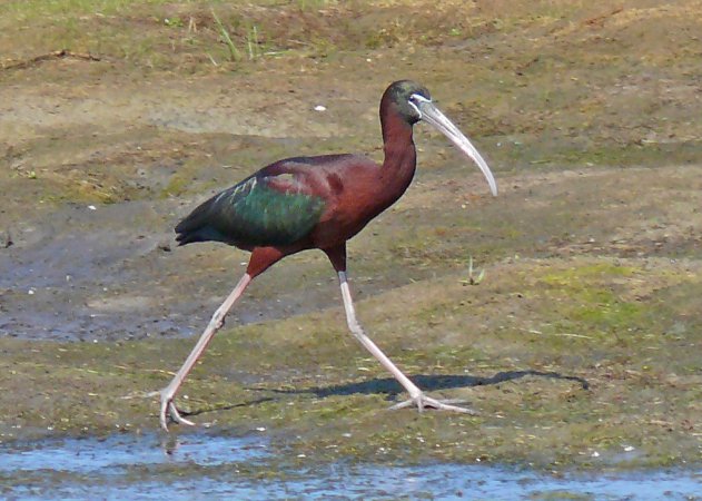 Photo (3): Glossy Ibis