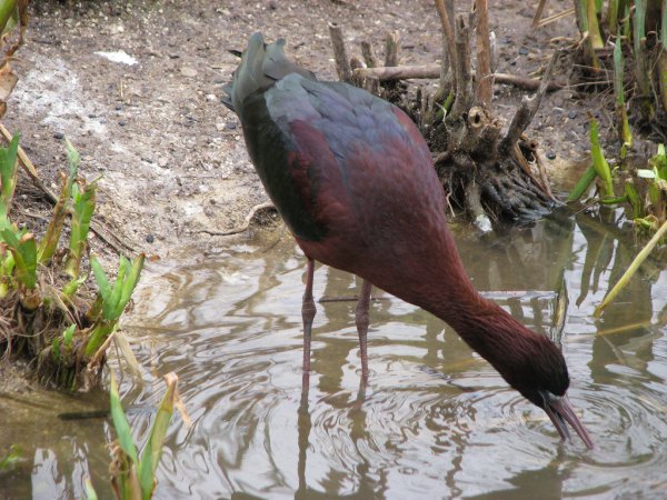 Photo (14): Glossy Ibis