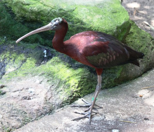Photo (4): Glossy Ibis