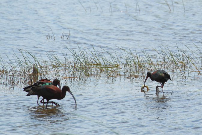 Photo (5): Glossy Ibis