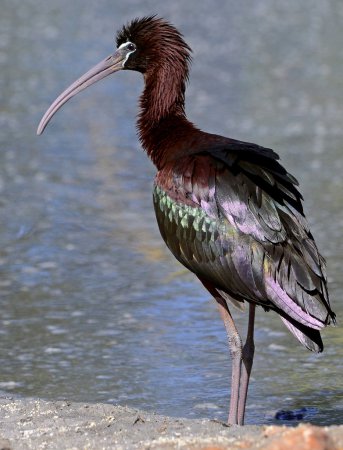 Photo (1): Glossy Ibis