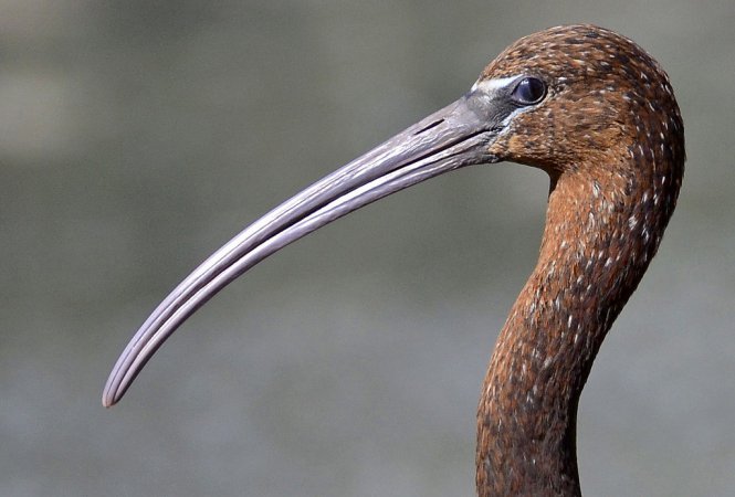 Photo (17): Glossy Ibis