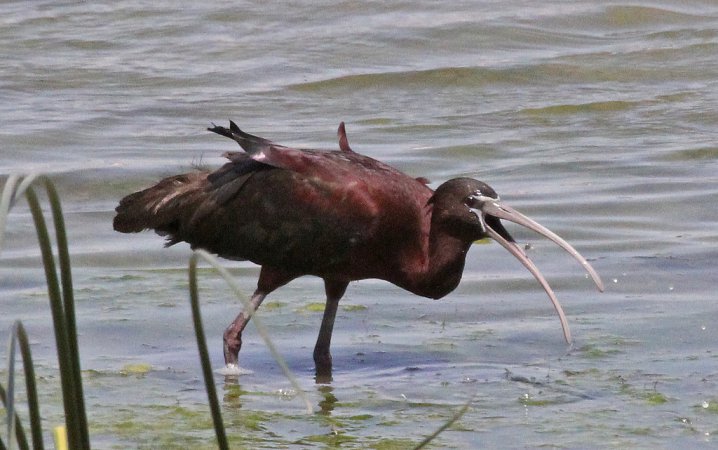 Photo (9): Glossy Ibis