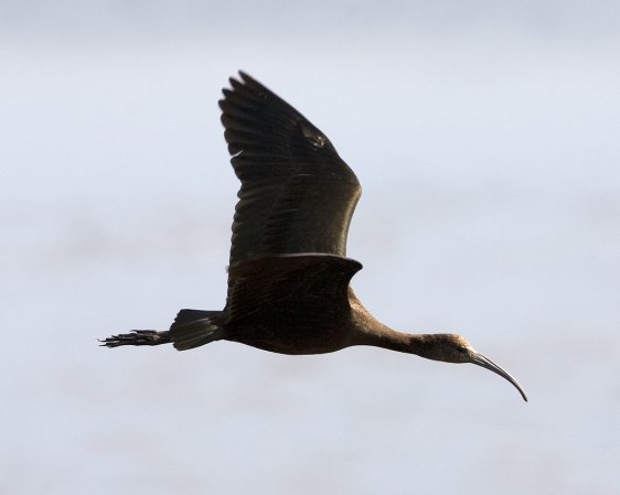 Photo (16): Glossy Ibis