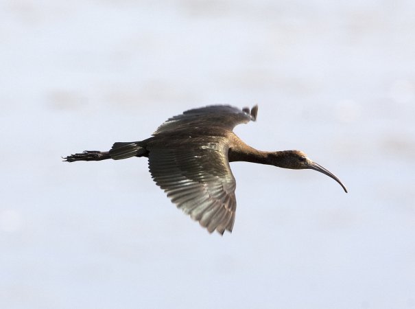 Photo (7): Glossy Ibis