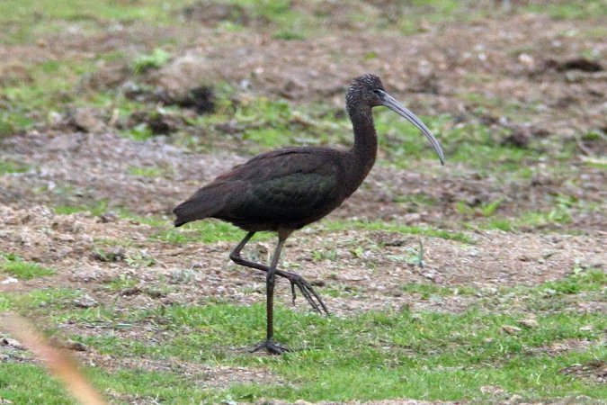 Photo (15): Glossy Ibis
