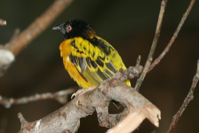 Photo (6): Village Weaver