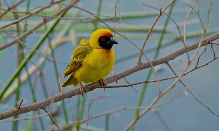 Photo (5): Village Weaver