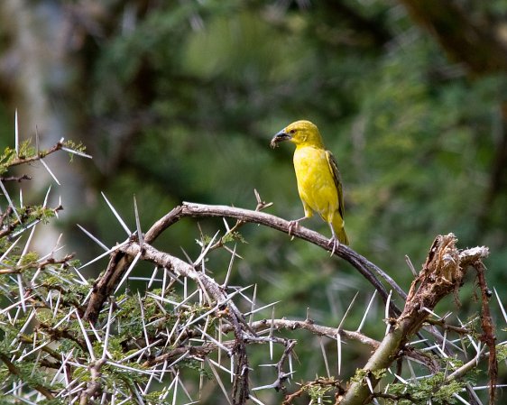 Photo (14): Village Weaver