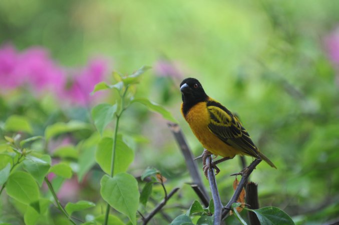 Photo (1): Village Weaver