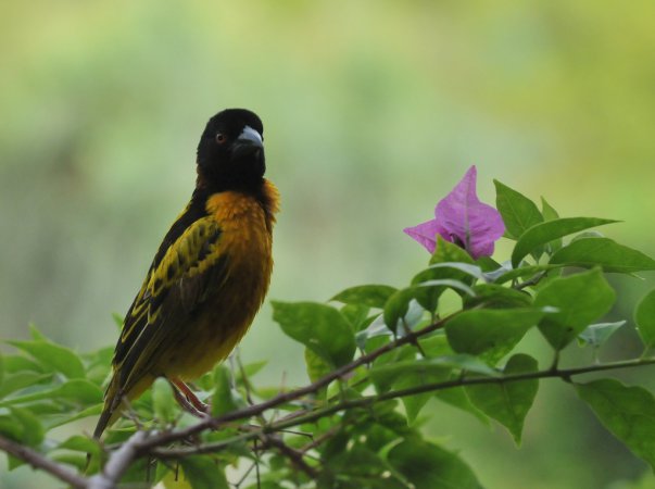 Photo (3): Village Weaver