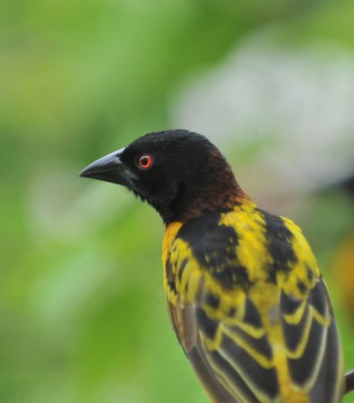 Photo (13): Village Weaver