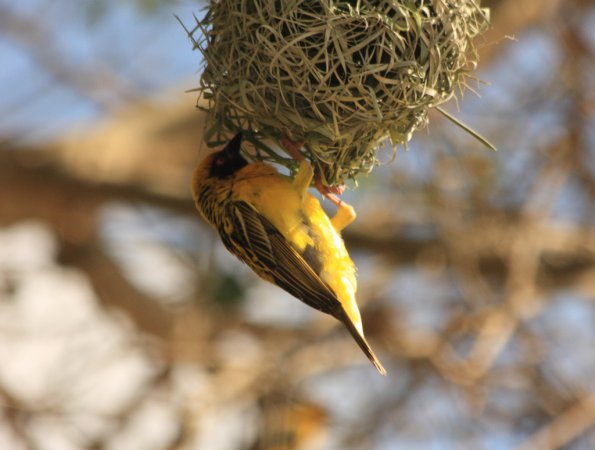 Photo (12): Village Weaver