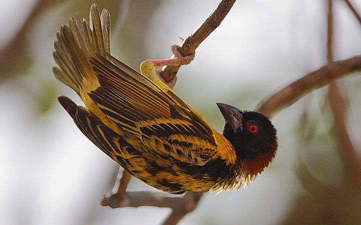 Photo (20): Village Weaver