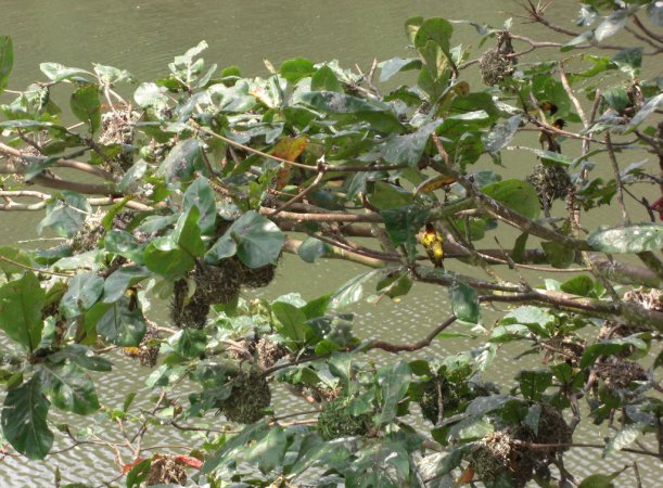 Photo (7): Village Weaver