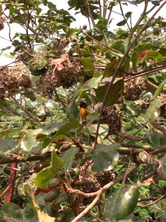 Photo (10): Village Weaver