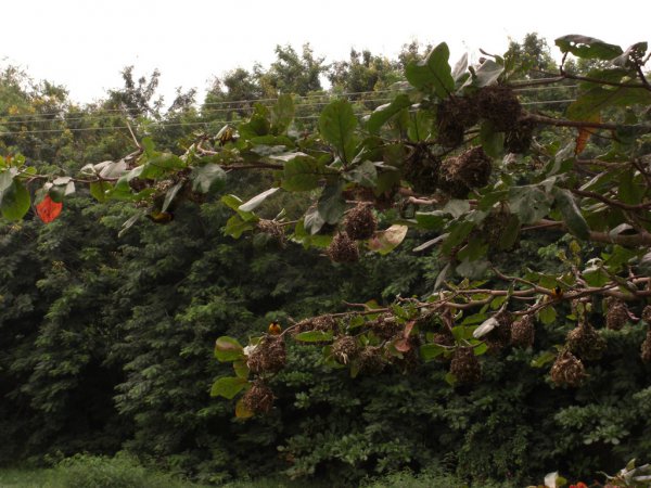 Photo (8): Village Weaver