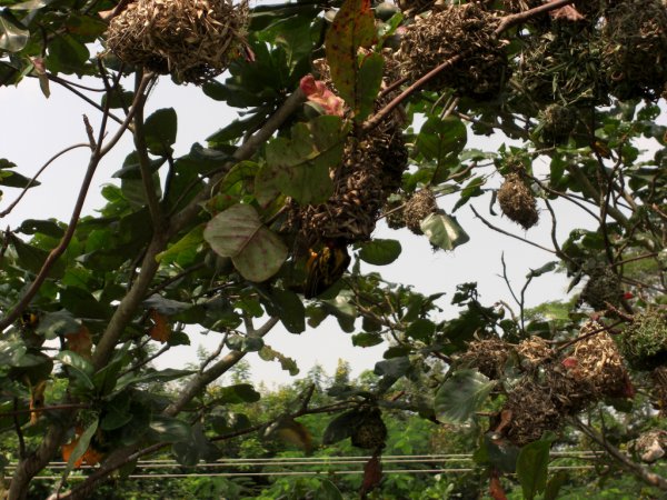 Photo (4): Village Weaver