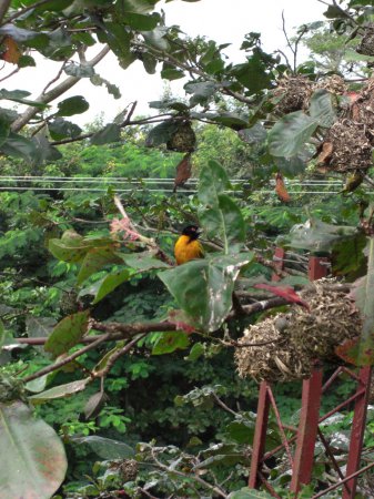Photo (9): Village Weaver
