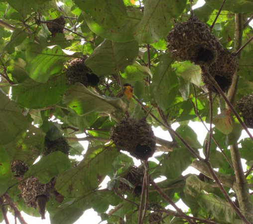Photo (11): Village Weaver