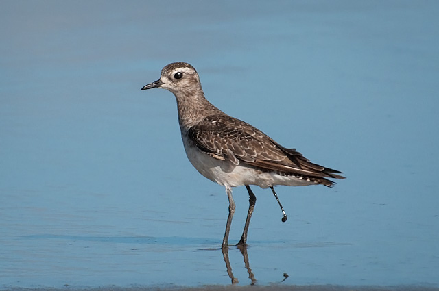 Photo (9): American Golden-Plover