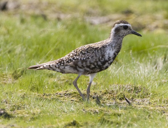 Photo (6): American Golden-Plover