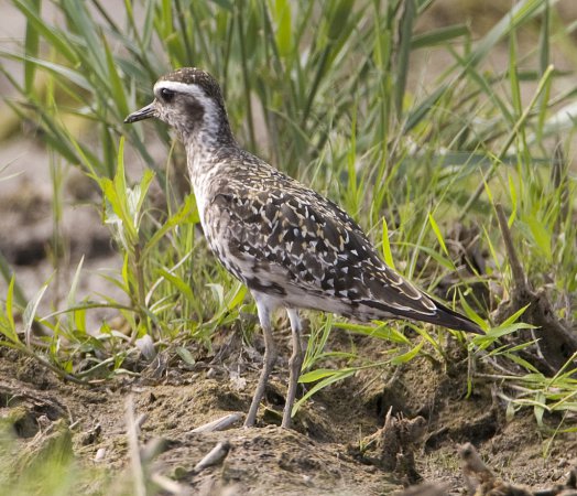 Photo (8): American Golden-Plover