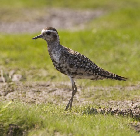 Photo (7): American Golden-Plover