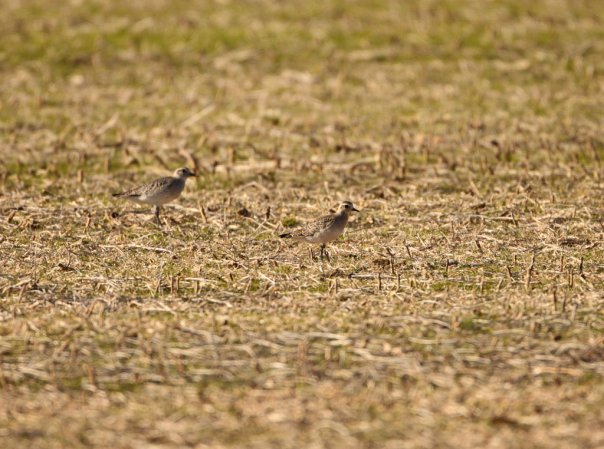 Photo (12): American Golden-Plover