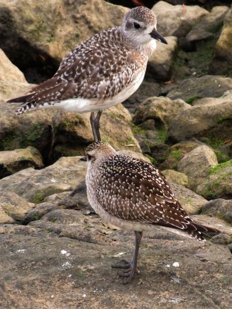 Photo (11): American Golden-Plover