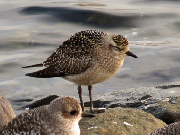 Photo (10): American Golden-Plover