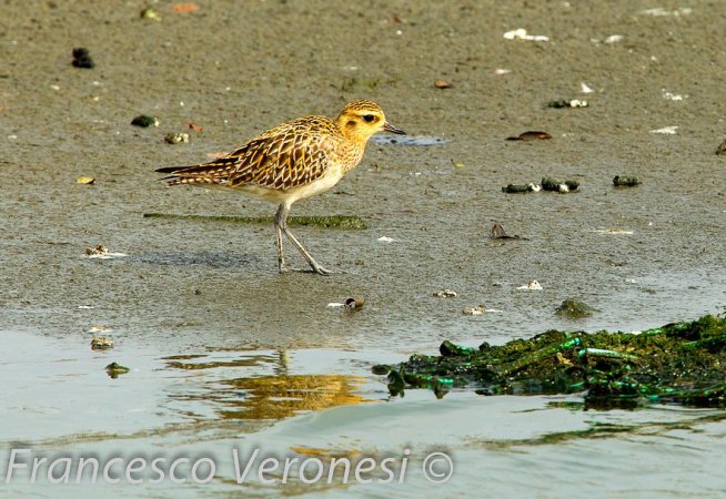 Photo (6): Pacific Golden-Plover