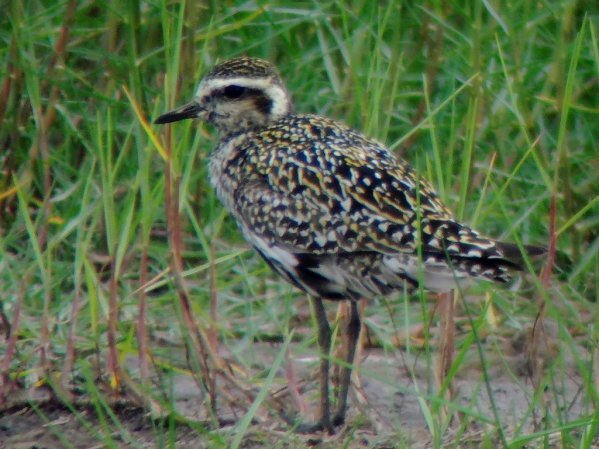 Photo (3): Pacific Golden-Plover