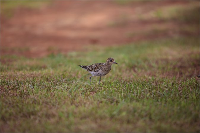 Photo (14): Pacific Golden-Plover