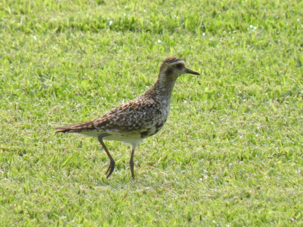 Photo (12): Pacific Golden-Plover
