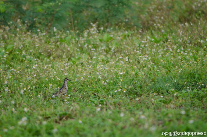 Photo (11): Pacific Golden-Plover