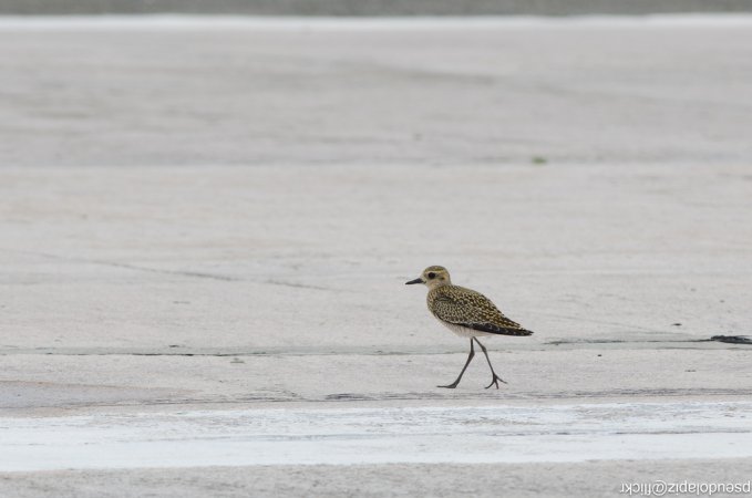 Photo (4): Pacific Golden-Plover