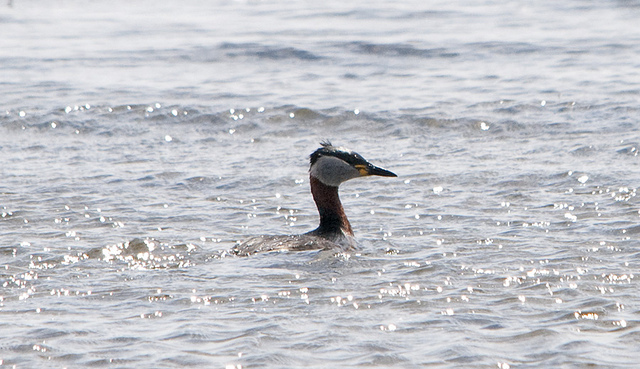 Photo (14): Red-necked Grebe