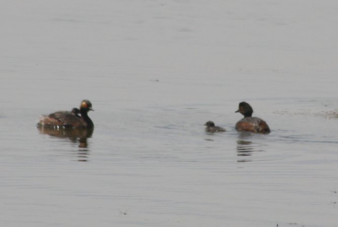 Photo (16): Eared Grebe