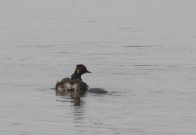 Photo (21): Eared Grebe