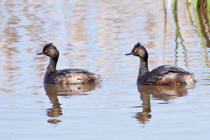 Photo (2): Eared Grebe