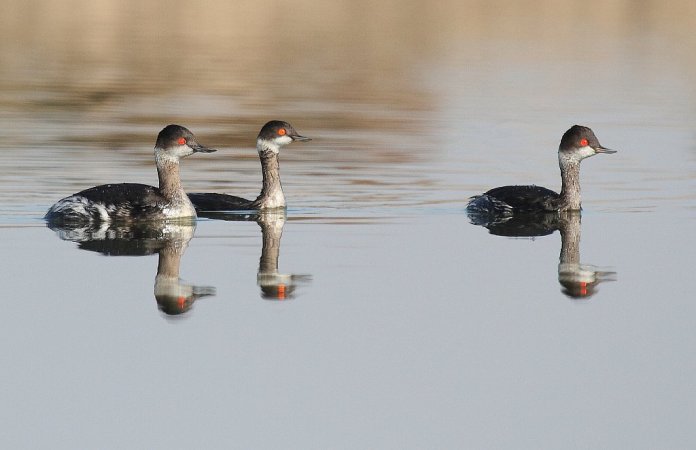 Photo (9): Eared Grebe
