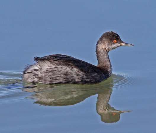 Photo (15): Eared Grebe