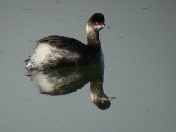 Photo (14): Eared Grebe