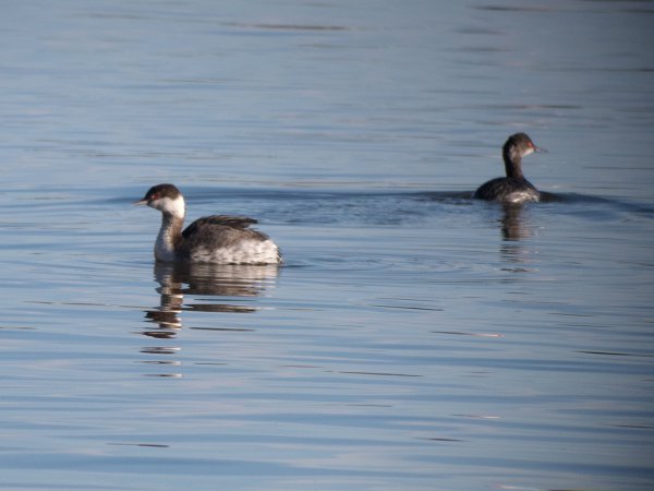 Photo (13): Eared Grebe