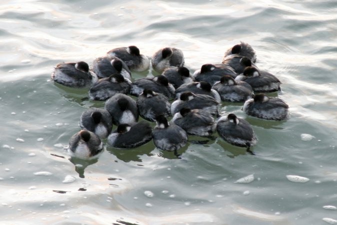Photo (12): Eared Grebe