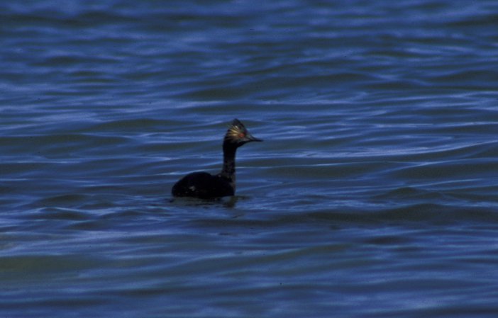 Photo (8): Eared Grebe