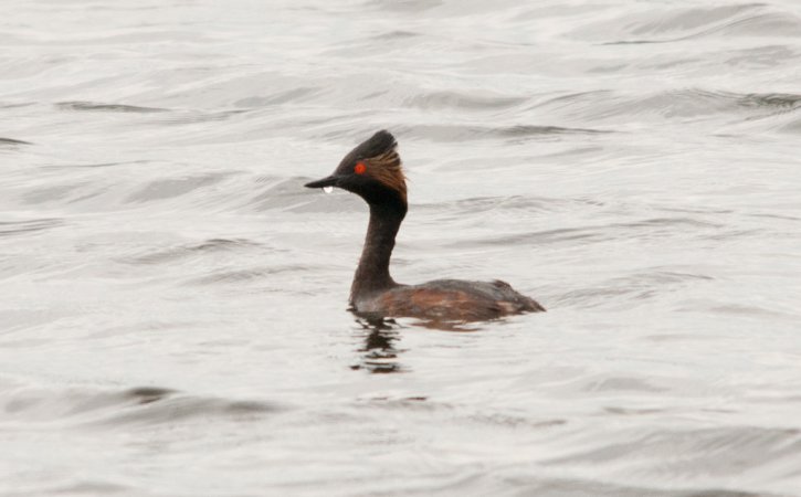 Photo (6): Eared Grebe